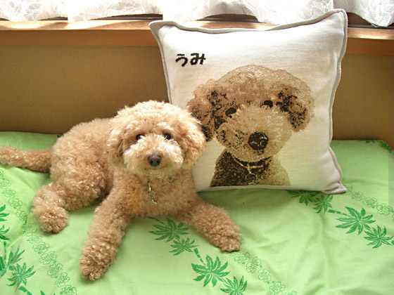 toy-poodle custom goods